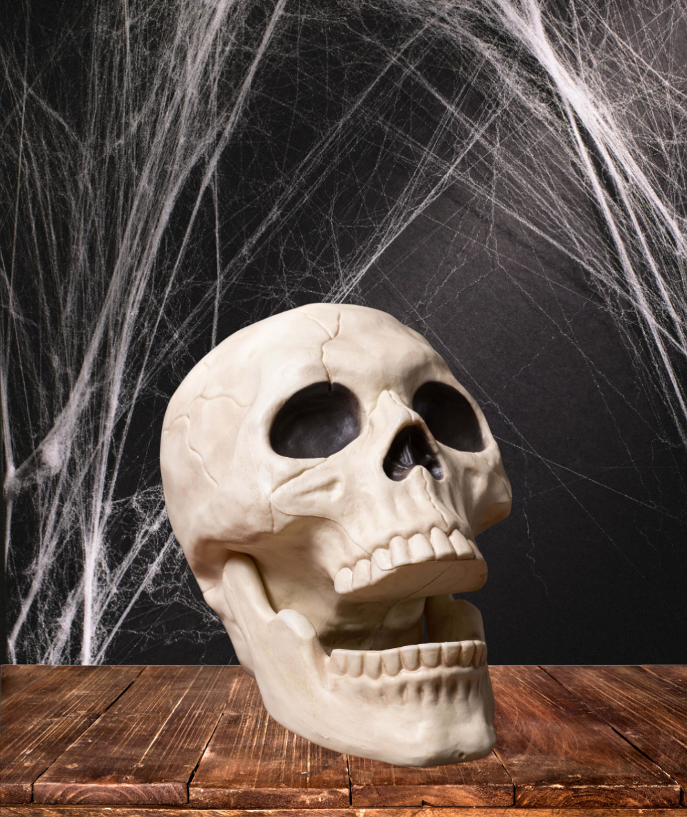 10” Skull – Moveable Jaw