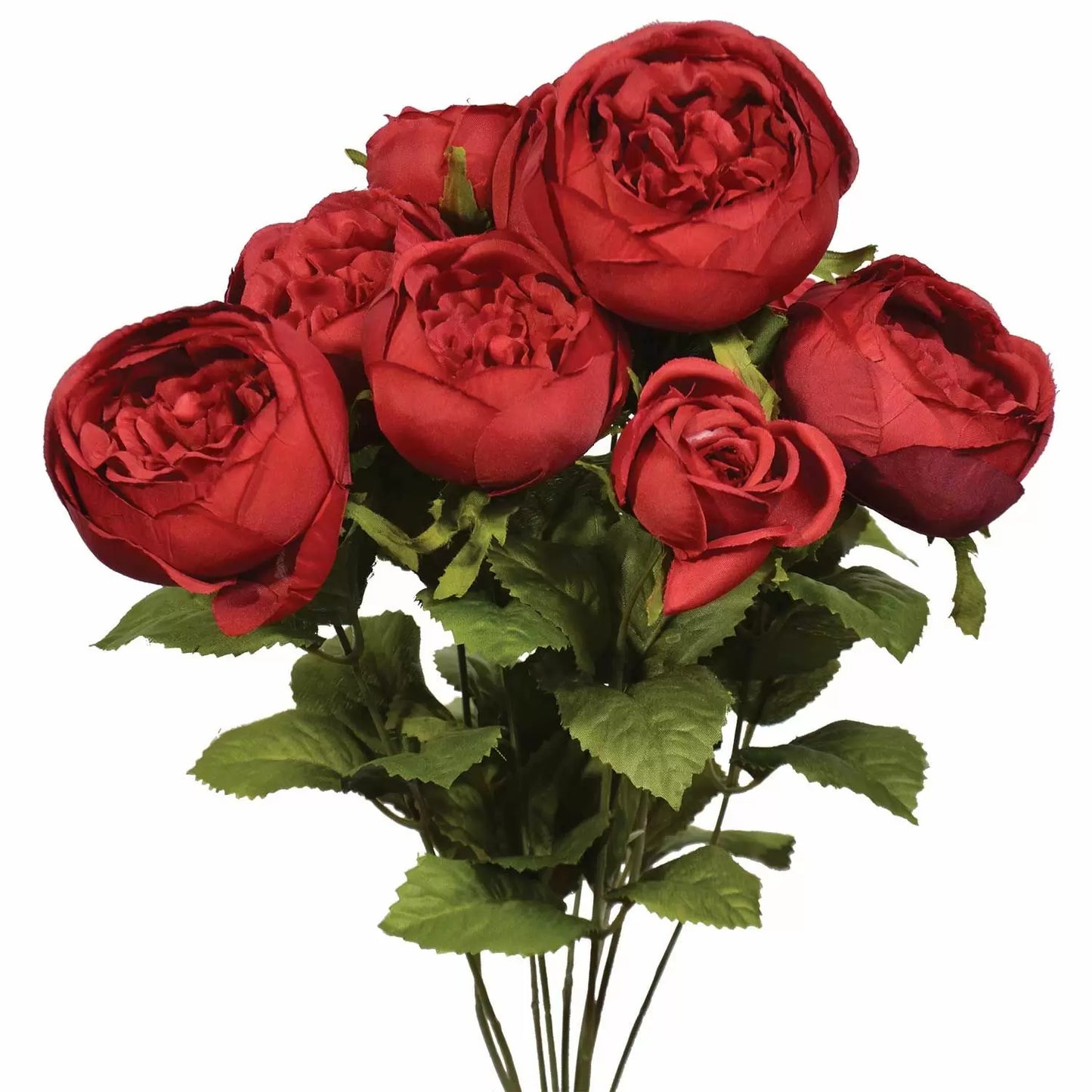 19" Cabbage Rose Bush - Multiple Colors