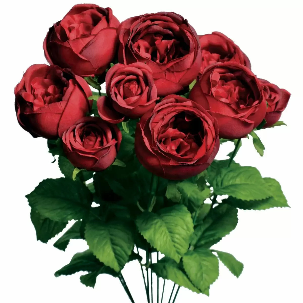 19" Cabbage Rose Bush - Multiple Colors
