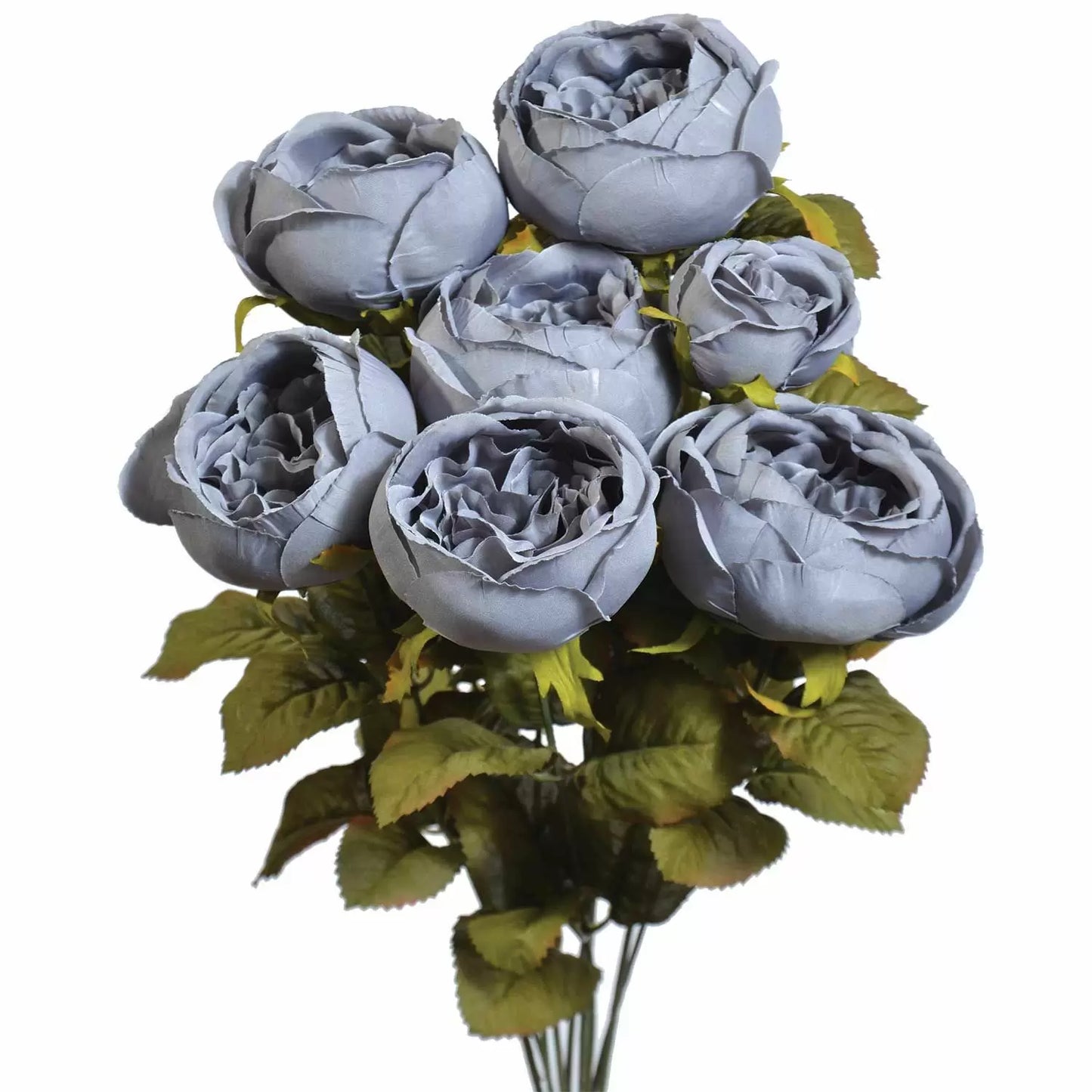 19" Cabbage Rose Bush - Multiple Colors