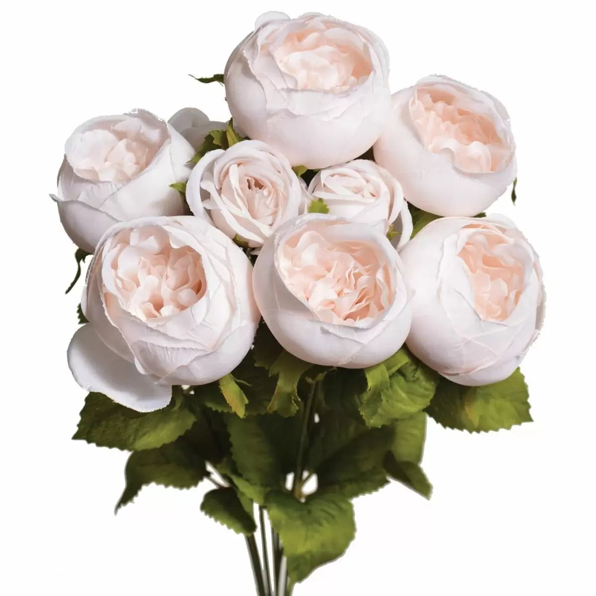19" Cabbage Rose Bush - Multiple Colors