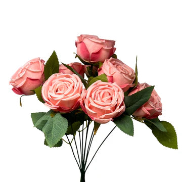 16" Cabbage Rose Bush - Multiple Colors