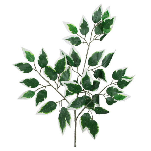 Silk Variegated Ficus Stem or Bundle