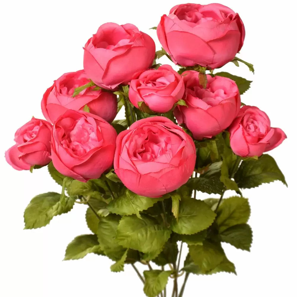 19" Cabbage Rose Bush - Multiple Colors