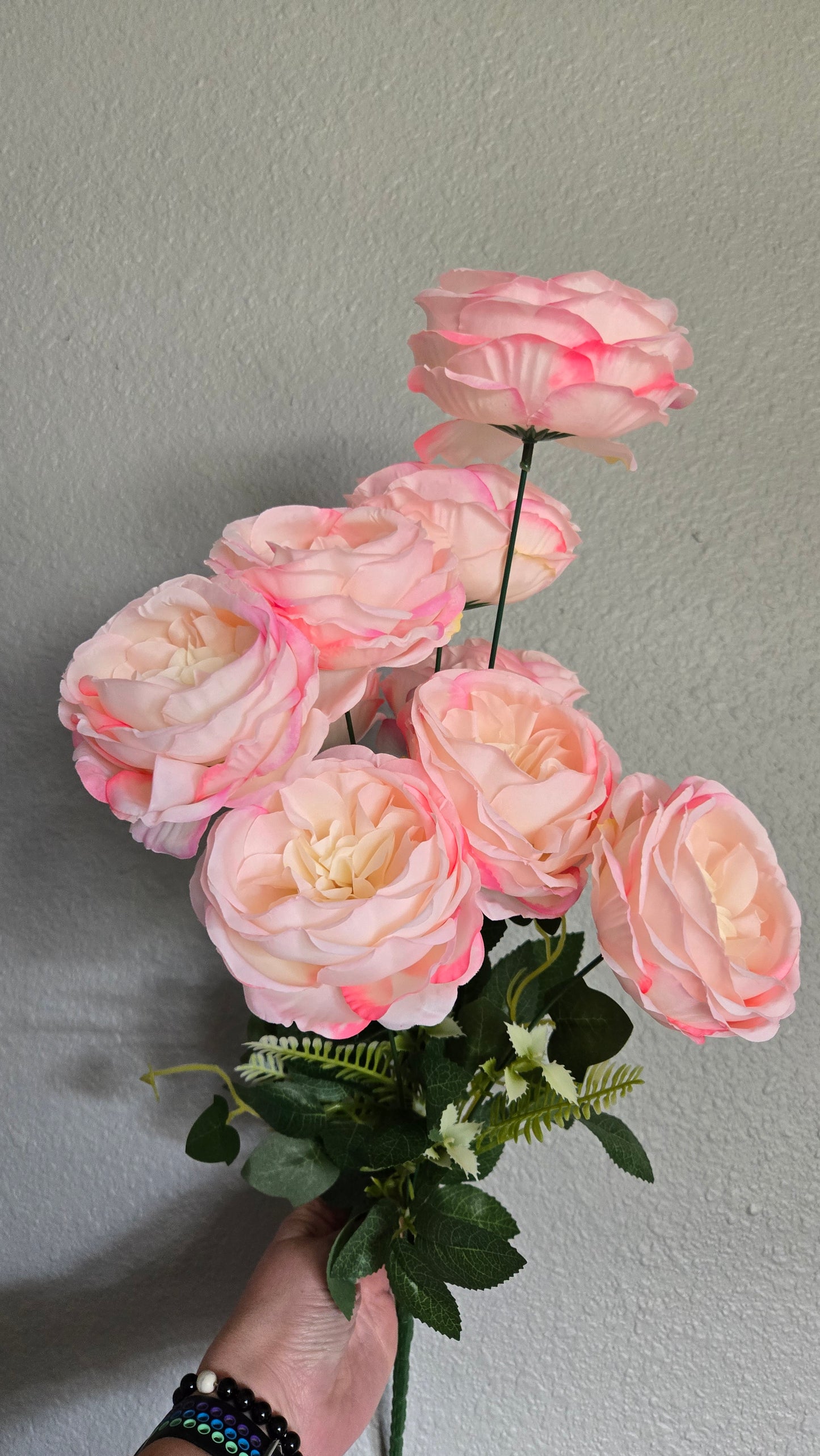 24" English Rose Bush - Multiple Colors