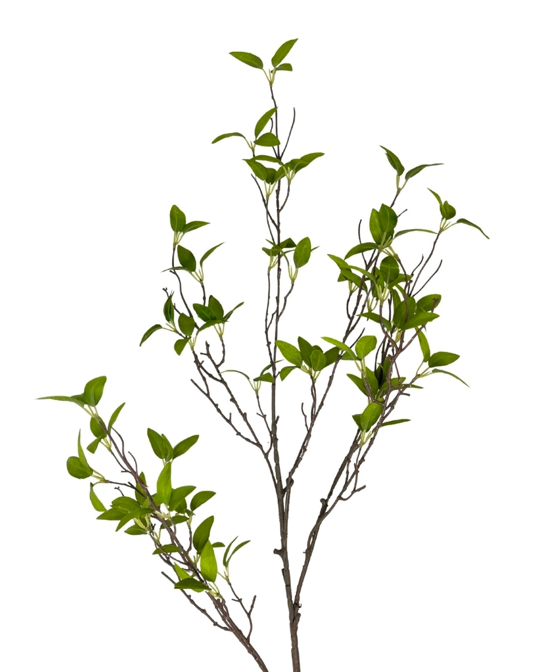 46" Wild Myrtle Branch