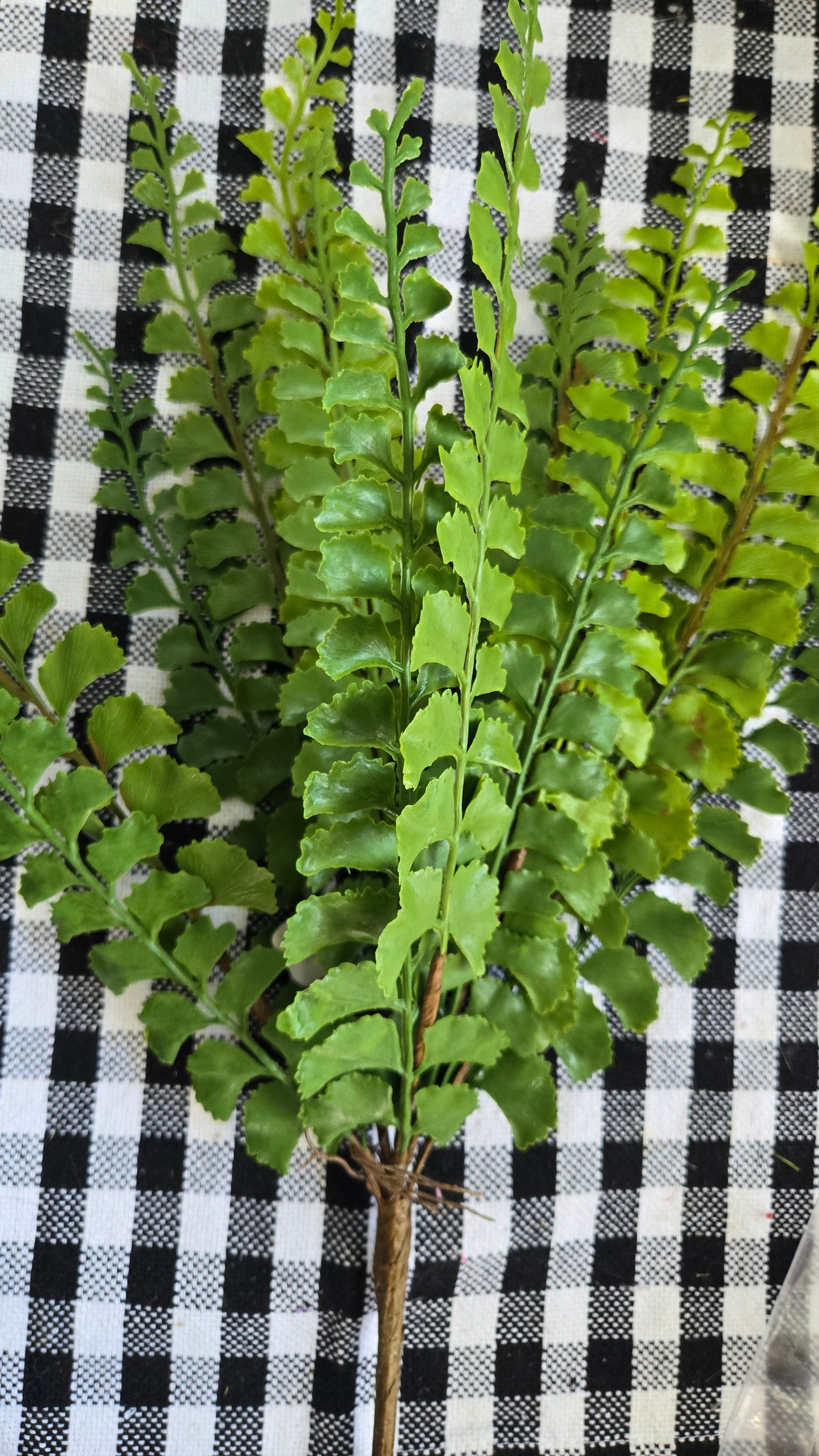 20" Real Touch Lace Fern Bush