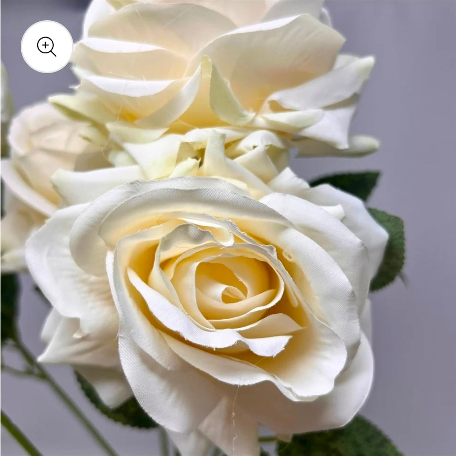 22" Heirloom Diamond Rose Bush